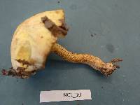 Suillus hirtellus image