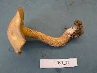 Suillus hirtellus image