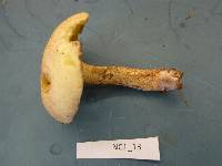 Suillus hirtellus image