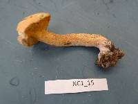 Suillus hirtellus image