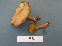 Callistosporium luteo-olivaceum image