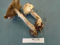 Agaricus pocillator image