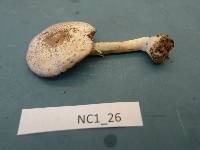 Agaricus pocillator image