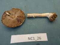 Agaricus pocillator image