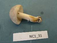 Amanita farinosa image