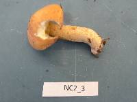 Suillus hirtellus image