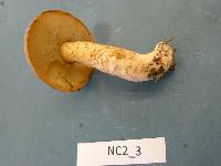 Suillus hirtellus image