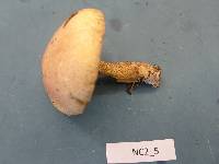 Suillus hirtellus image