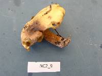 Suillus hirtellus image