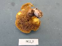 Suillus hirtellus image