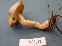 Suillus hirtellus image