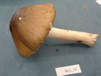 Amanita brunnescens image