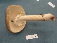 Amanita brunnescens image