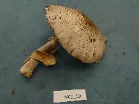 Agaricus pocillator image