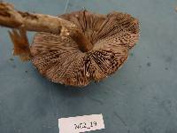 Agaricus pocillator image