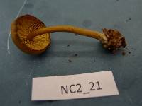 Callistosporium luteo-olivaceum image