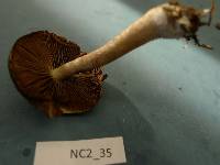 Psathyrella rugocephala image