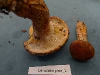 Suillus pictus image