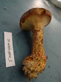 Suillus pictus image