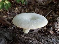 Lentinus levis image