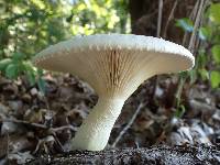 Lentinus levis image