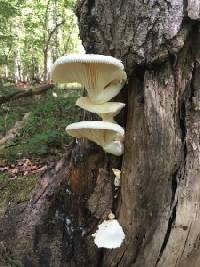 Pleurotus dryinus image