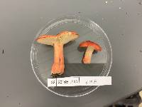 Russula sanguinaria image