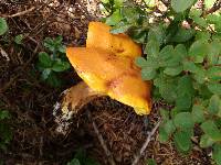 Suillus grevillei image