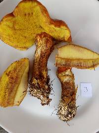 Suillus grevillei image