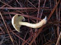 Suillus hirtellus image