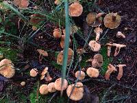 Suillus decipiens image