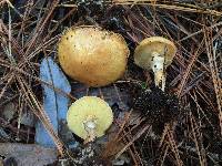 Suillus cothurnatus image