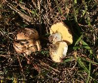 Suillus brevipes image