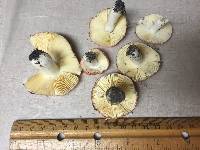 Russula emetica image