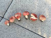 Russula emetica image