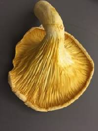 Pleurotus dryinus image