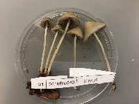 Psathyrella corrugis image