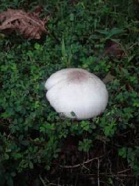 Agaricus arvensis image