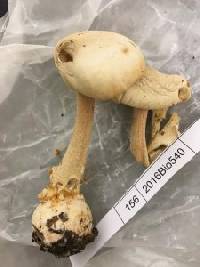 Amanita roseitincta image