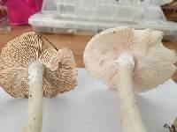 Amanita virosa image