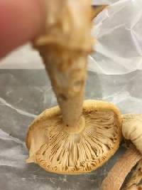 Amanita roseitincta image