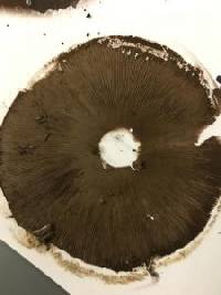 Agaricus arvensis image