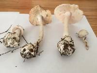 Amanita virosa image