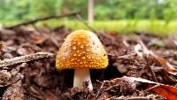Amanita flavorubens image
