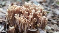 Ramaria bataillei image