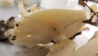 Clitocybe subconnexa image