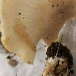 Clitocybe subconnexa image