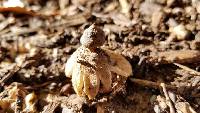 Geastrum fimbriatum image