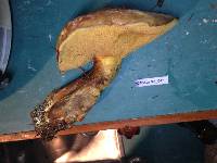 Suillus luteus image