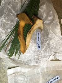 Suillus bovinus image